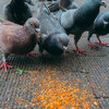 鳩爆食いの写真