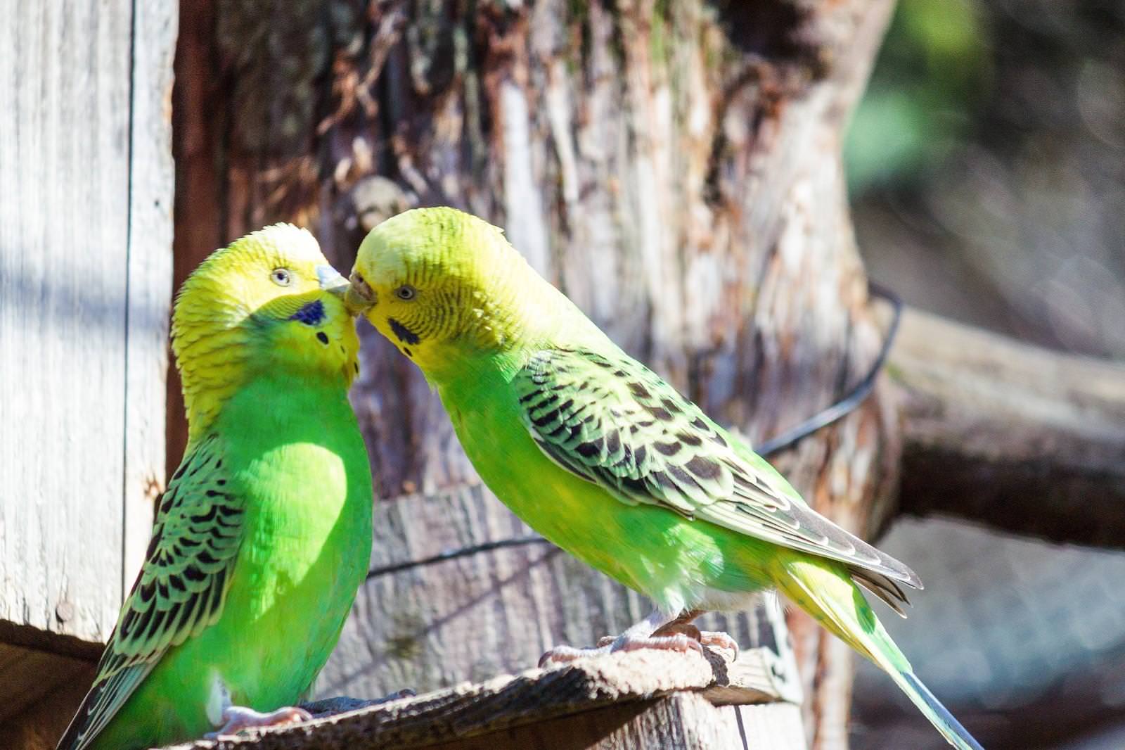 キスするインコちゃんの写真